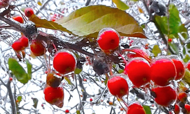 Frozen Berries Color