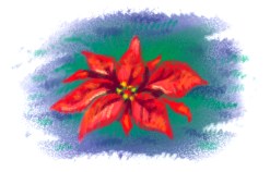 Christmas Flower